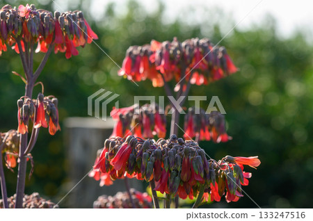 Vibrant red and purple flowers bloom against a lush green backdrop in the early morning light Vibrant red and purple flowers bloom against a lush green backdrop in the early morning light 133247516