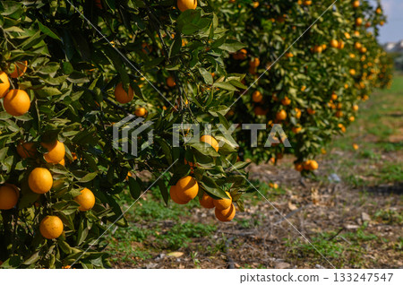 Lush orange grove bursting with ripe fruit under bright sunlight in a tranquil landscape Lush orange grove bursting with ripe fruit under bright sunlight in a tranquil landscape 133247547