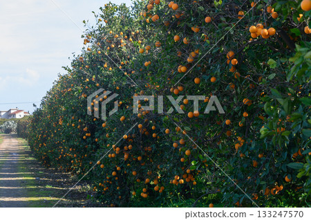Vibrant orange orchard under a bright sky inviting harvest on a serene afternoon 133247570