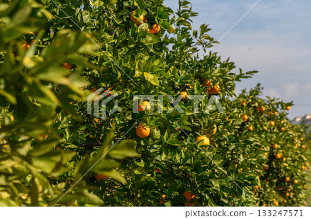 Sunny orange grove thrives under clear blue skies in a vibrant farming landscape 133247571