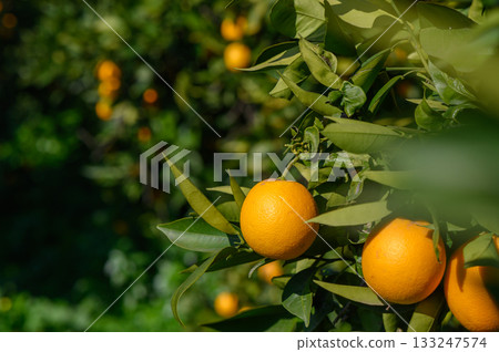 Bright oranges bask in the sun amidst lush greenery in an orchard on a warm afternoon Bright oranges bask in the sun amidst lush greenery in an orchard on a warm afternoon 133247574