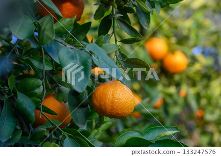 Lush orchard filled with vibrant oranges under warm sunlight in a serene countryside location 133247576
