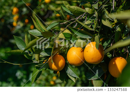 Bright oranges ripening on a sunny branch in a lush orchard during the warm afternoon sunlight Bright oranges ripening on a sunny branch in a lush orchard during the warm afternoon sunlight 133247588