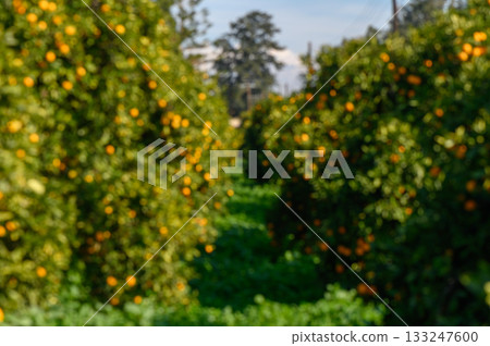 Lush citrus orchard on a sunny day with vibrant fruits ready for harvest 133247600