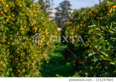 Vibrant orange grove among lush greenery under bright sunlight in a serene countryside setting Vibrant orange grove among lush greenery under bright sunlight in a serene countryside setting 133247605