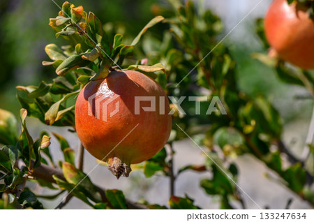 Ripe pomegranate on branch under sunlight in Cyprus 133247634