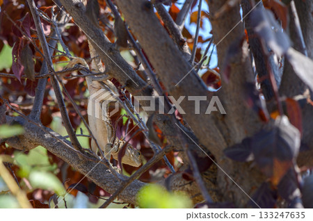 Lizard on sunlit branch with autumn red foliage 133247635