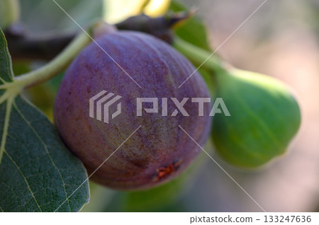 Fresh fig maturing on tree branch in Cyprus sunlight Fresh fig maturing on tree branch in Cyprus sunlight 133247636