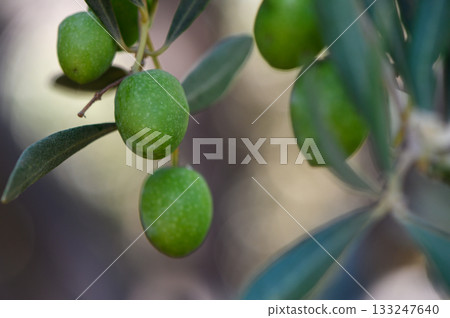 Green olives growing on tree branch in Cyprus Green olives growing on tree branch in Cyprus 133247640