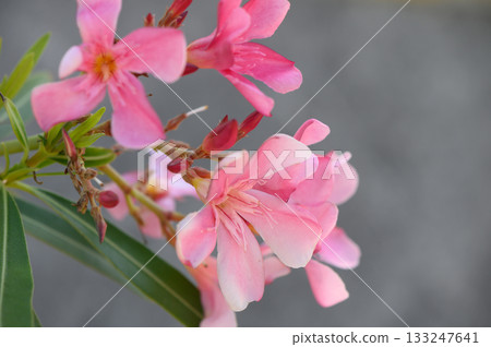 Pink oleander flowers blooming in Cyprus Pink oleander flowers blooming in Cyprus 133247641