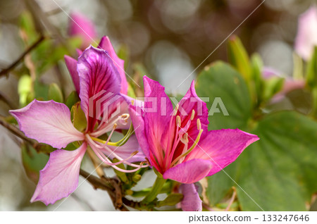 Pink Bauhinia purpurea flowers blooming in Cyprus Pink Bauhinia purpurea flowers blooming in Cyprus 133247646