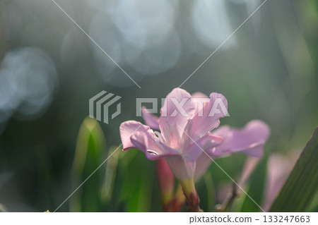 Pink oleander flower blooming on blurred background 133247663