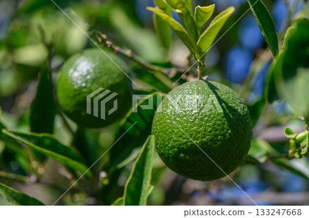 Green oranges growing on tree branch in Cyprus Green oranges growing on tree branch in Cyprus 133247668
