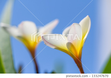 White plumeria flowers against blue sky White plumeria flowers against blue sky 133247670