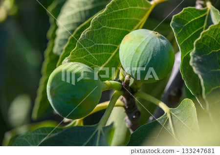 Green figs growing on branches in Cyprus Green figs growing on branches in Cyprus 133247681