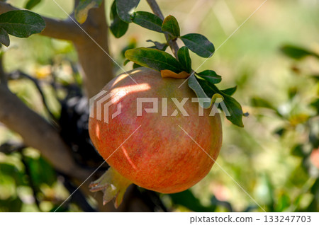 Pomegranate fruits on tree branch in Cyprus Pomegranate fruits on tree branch in Cyprus 133247703