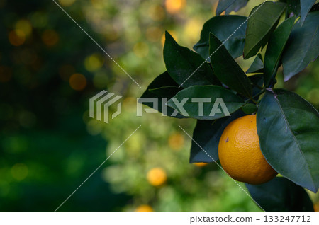 Vibrant orange fruit hangs among lush leaves in a sunlit orchard during a serene afternoon Vibrant orange fruit hangs among lush leaves in a sunlit orchard during a serene afternoon 133247712