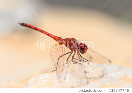 Close-Up of Red Dragonfly Perched on Rock Cyprus 133247746