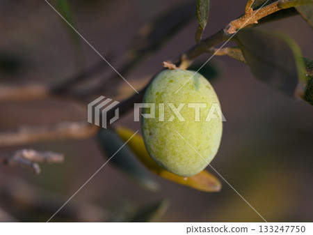 Green Olive on Branch at Sunset in Cyprus Green Olive on Branch at Sunset in Cyprus 133247750