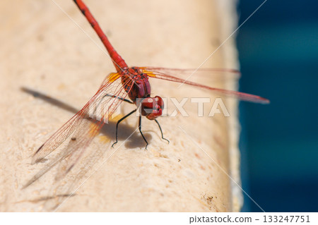 Red Dragonfly Resting on Poolside in Cyprus 133247751