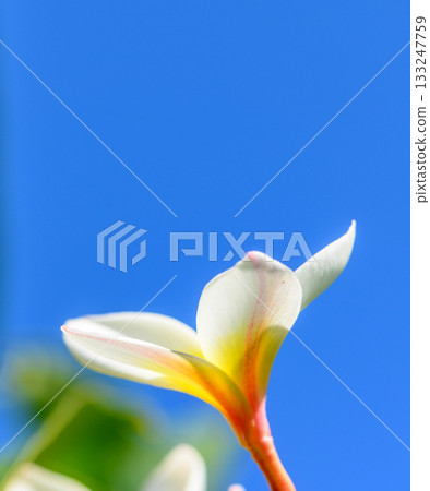 White plumeria flowers blooming against clear blue sky background in Cyprus 133247759