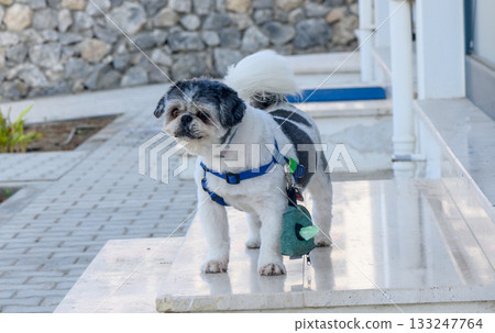 Shih Tzu dog wearing blue harness outdoors Shih Tzu dog wearing blue harness outdoors 133247764