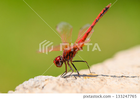 Red Dragonfly Sitting on Rock with Green Background Red Dragonfly Sitting on Rock with Green Background 133247765