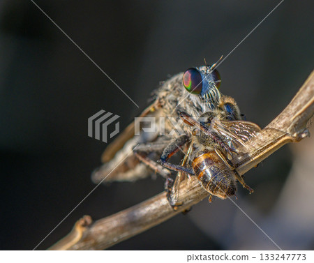 Predatory Robber Fly Holding Bee on Branch Macro Predatory Robber Fly Holding Bee on Branch Macro 133247773