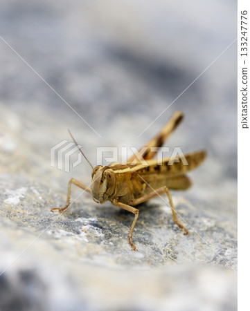 Yellow grasshopper basking on warm gray stone 133247776