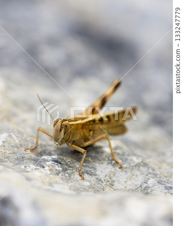 Yellow grasshopper resting on gray stone in sunlight 133247779