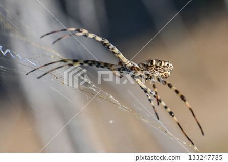 Large Spider on Web Capturing Prey Macro 133247785