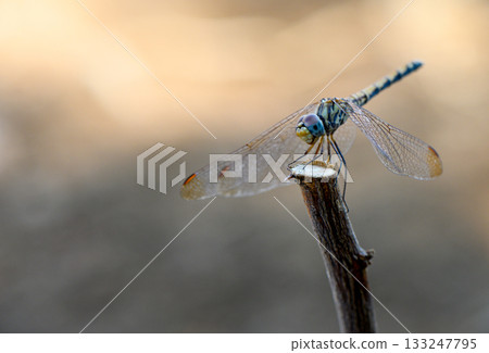 Dragonfly on branch during daytime in Cyprus 133247795