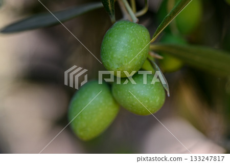 Green olives on tree branch in Cyprus on sunny day 133247817