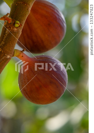 Fresh ripe fig growing on tree branch in Cyprus Fresh ripe fig growing on tree branch in Cyprus 133247823