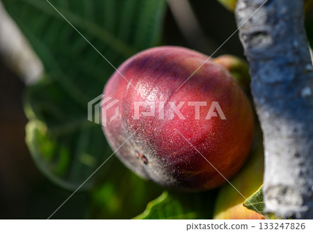 Closeup of ripe figs on sunlit branches in Cyprus 133247826