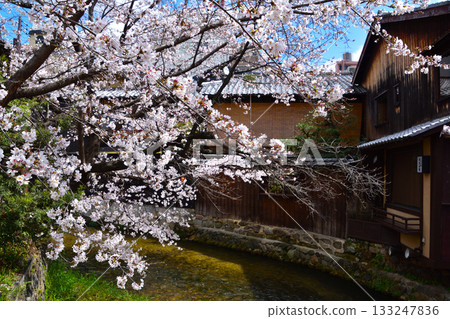 Spring Kyoto Gion Shirakawa Spring Kyoto Gion Shirakawa 133247836
