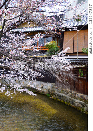Spring Kyoto Gion Shirakawa 133247837