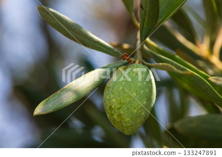Unripe Green Olives Growing on Branch in Cyprus Unripe Green Olives Growing on Branch in Cyprus 133247891