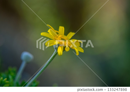Yellow Daisies Blooming in Cyprus Yellow Daisies Blooming in Cyprus 133247898
