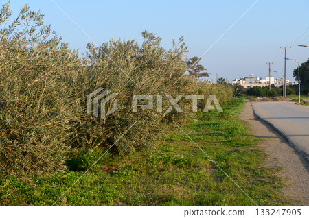 Serene olive grove lining a quiet road near a coastal town at sunset Serene olive grove lining a quiet road near a coastal town at sunset 133247905