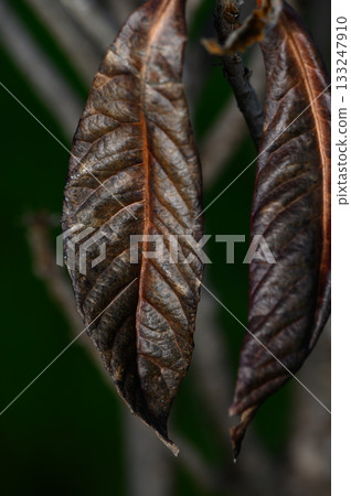 Nature's intricate details captured in the delicate veins of dry leaves on a quiet afternoon 133247910