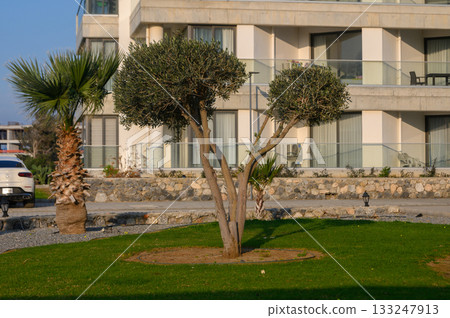 Olive tree stands alone in a serene seaside garden during golden hour 133247913