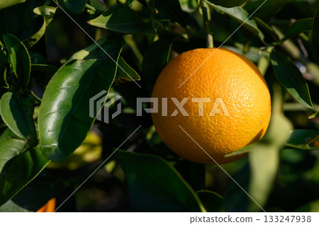 Fresh oranges growing on a vibrant tree in a sunlit orchard during a warm summer afternoon 133247938