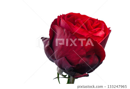 Red rose isolated on white background 133247965