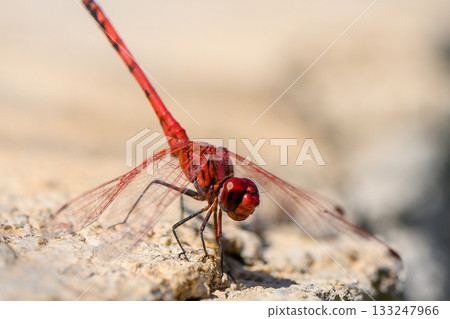 Red Dragonfly Sitting on Rock in Cyprus 133247966