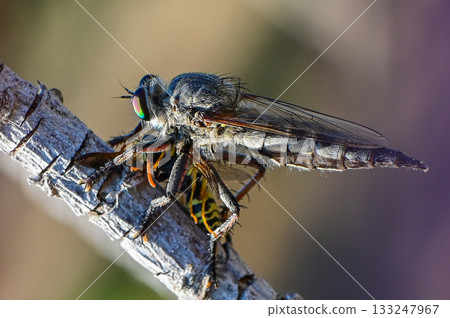 Predatory Robber Fly on Branch Holding Wasp Predatory Robber Fly on Branch Holding Wasp 133247967