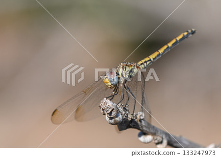 Dragonfly on Branch in Warm Sunset Light Cyprus Dragonfly on Branch in Warm Sunset Light Cyprus 133247973