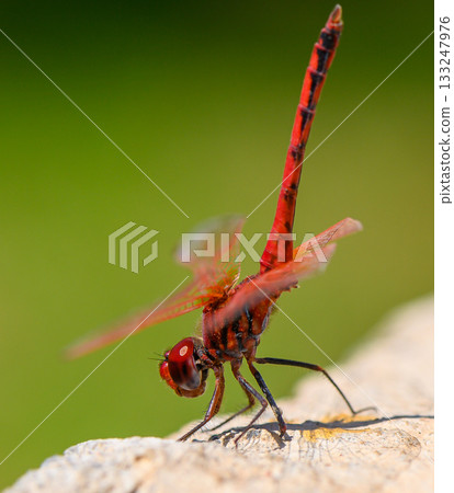 Close-up of a red dragonfly perched on a rock against a soft green background. Macro nature photography highlighting vibrant colors and fine details. Close-up of a red dragonfly perched on a rock against a soft green background. Macro nature photography highlighting vibrant colors and fine details. 133247976