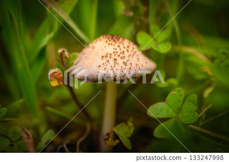 Delicate mushroom nestled among vibrant greenery in a serene outdoor setting Delicate mushroom nestled among vibrant greenery in a serene outdoor setting 133247998