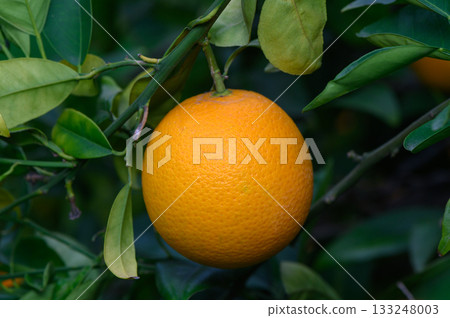 Fresh orange hanging from a vibrant tree branch in a sunny orchard in the early afternoon light 133248003